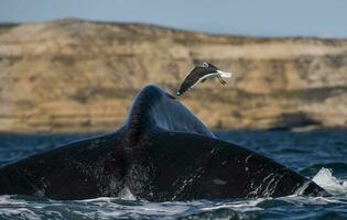 un pájaro volador terminado el cola de un ballena foto