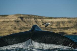 un pájaro volador terminado el cola de un ballena foto