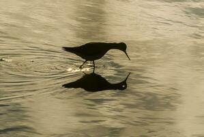 un pájaro es en pie en el agua foto