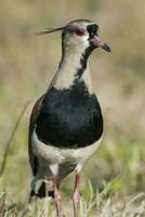 un pájaro con un negro y blanco cabeza y un rojo ojo foto