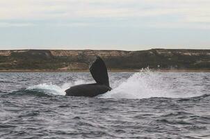 killer whales swimming in the ocean near the shore photo