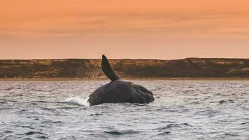 un jorobado ballena es visto en el Oceano a puesta de sol foto