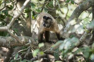 a monkey is standing on a tree branch photo