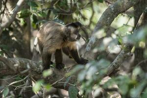 a monkey is standing on a tree branch photo