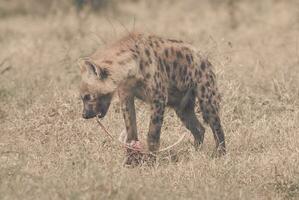 a hyena eating a dead animal in the grass photo