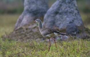 a bird walking in the grass near some trees photo