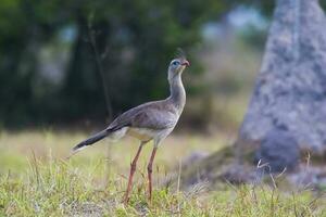 a bird walking in the grass near some trees photo