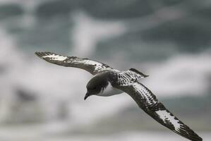 a bird flying over the ocean with a large rock in the background photo