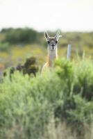 un llama mirando fuera desde detrás algunos arbustos foto