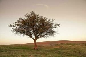 a lone tree in a field at sunset photo