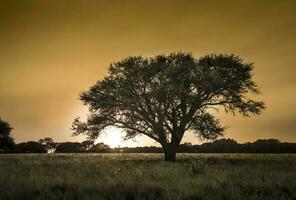 un solitario árbol soportes en un campo a puesta de sol foto