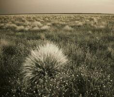 a black and white photo of a field with grass and flowers