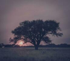 a lone tree in a field at sunset photo