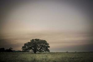 un solitario árbol en un campo a puesta de sol foto