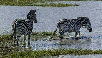 two zebras are standing in the water photo