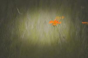 a single orange flower in a field of tall grass photo