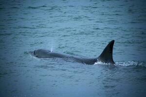 two killer whales swimming in the ocean photo