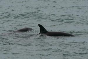 dos asesino ballenas nadando en el Oceano foto