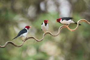 three red headed woodpeckers on a branch photo