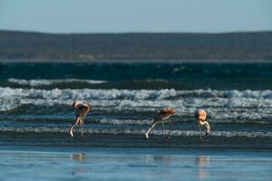 three flamingos standing on the beach near the water photo