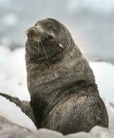 a seal sitting on the snow with its head turned to the side photo