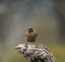 a small brown bird is sitting on a tree branch photo