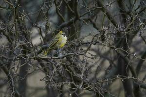 a yellow bird sitting on a branch in the trees photo