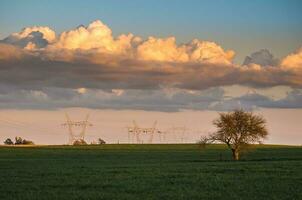 a lone tree in a field with a power line in the background photo