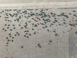 a flock of birds on a beach photo