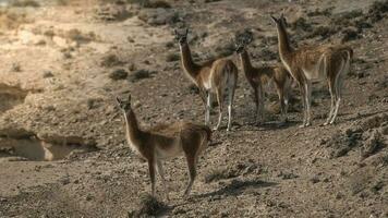 a group of animals standing on a rocky hill photo