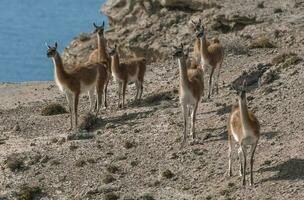 a group of animals standing on a rocky hill photo