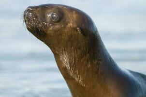 Sea lion on the water photo