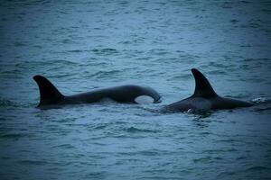 Orcas in the shore photo