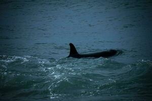 Orcas in the shore photo