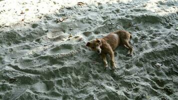 een bruin hond staand Aan top van een zanderig strand video