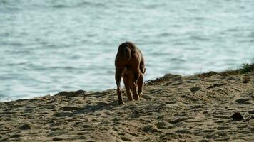 un' Marrone cane in piedi su superiore di un' sabbioso spiaggia video