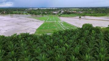 Aerial fly over oil palm farm toward paddy field video
