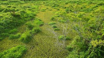 vasto verde humedal paisaje lleno con lozano plantas y follaje video