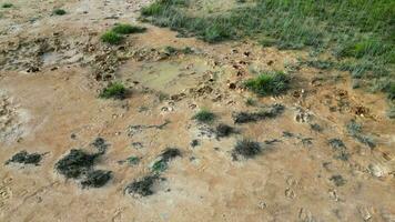 An aerial view of a dirt field with red sand soil with trace of buffaloes leg video