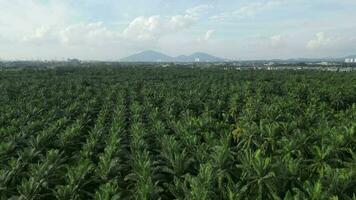 Scenic palm tree field with majestic mountains in the backdrop video