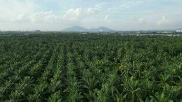 Scenic palm tree field with majestic mountains in the backdrop video