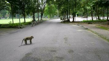 singe permanent dans le milieu de une asphalte route video
