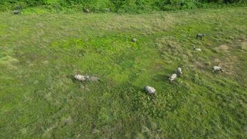 kudde van buffels vredig begrazing Aan een levendig groen veld- video