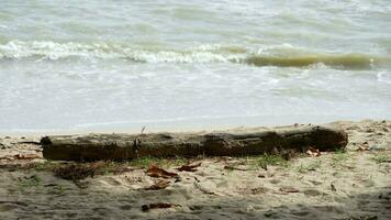 logga vilar på en sandig strand med de långsam rörelse skön hav i de bakgrund video
