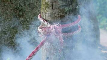 Baum im ein Wald mit ein Seil eingewickelt um es ist Stamm. schleppend Bewegung Rauch von brennen video