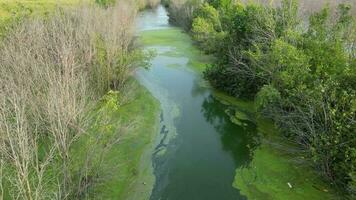 sereno río fluido mediante un vibrante verde Werland video