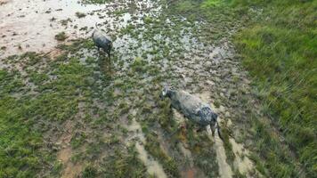 Buffaloes walking through a muddy field. Aerial view video