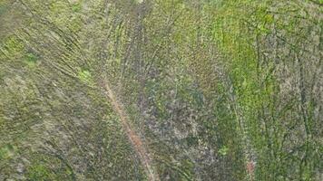 Lush green landscape with trees from an aerial perspective video