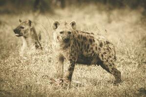 dos hienas en pie en el césped foto