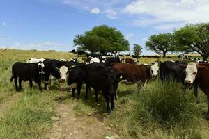 granja pasto con vacas foto